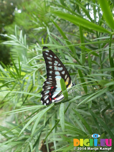 FZ007386 Black and white butterfly some read and yellow